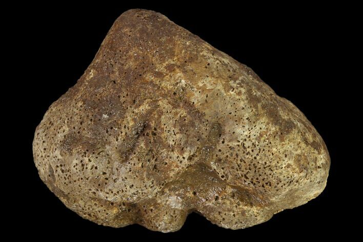 Ankylosaur Spike Scute - Alberta (Disposition #-) #132104